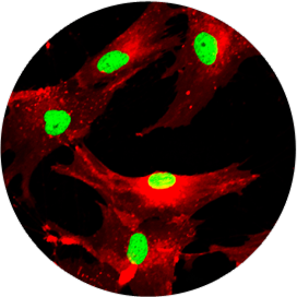 Stem cell