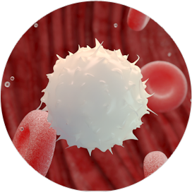 White blood cell